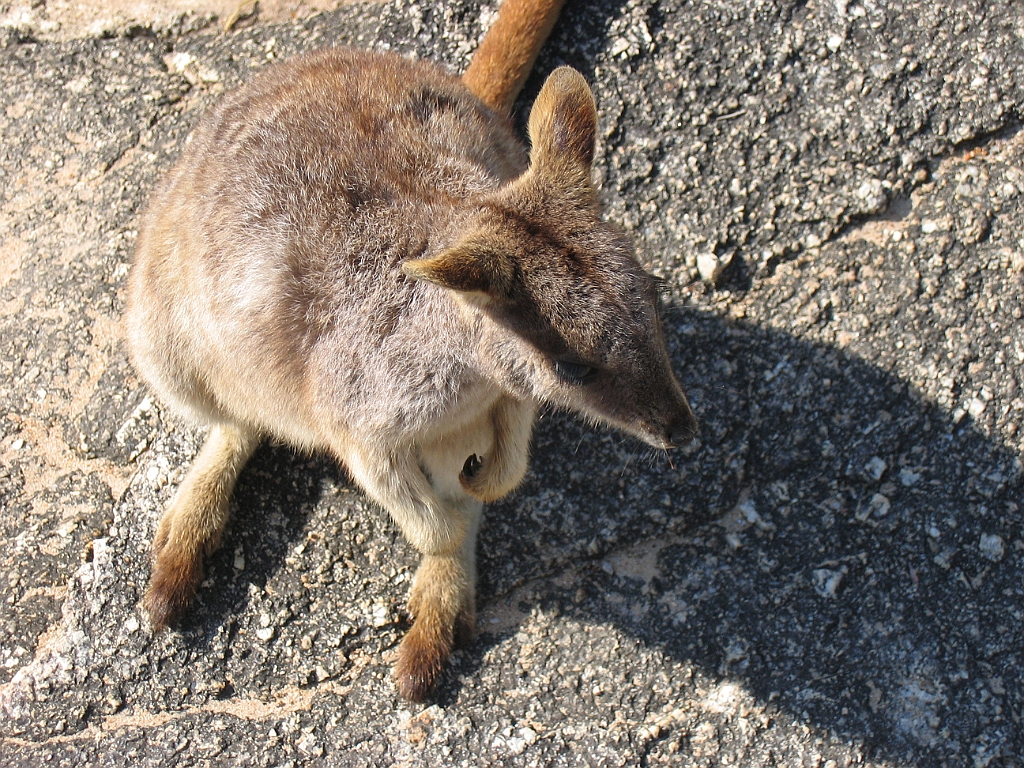 CairnsTC111 Granite Gorge.jpg